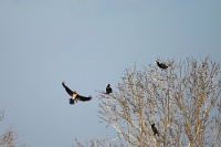 06768 Phalacrocorax carbo (Cormorano)